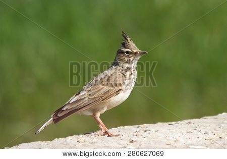 Crested Lark Galerida Cristata On The Stone