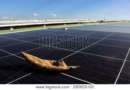 Dry Leaf On Solar Panel Surface That May Cause Hot Spot Problem On Solar Panel