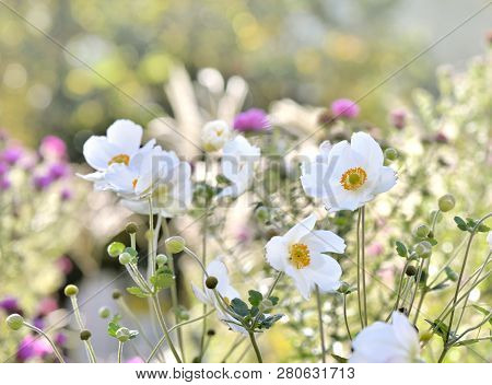 Close On Pretty White Flowers In A Garden