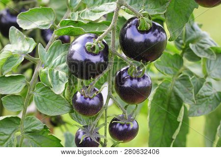 Black Tomatoes On A Branch In The Garden. Indigo Rose Tomato