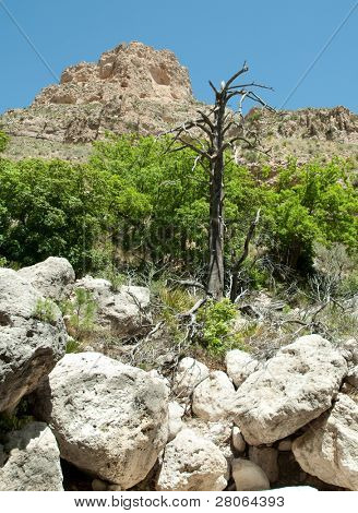 Rocky mountain Tejas Canyon et arbre mort