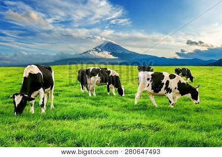 Cows Eating Lush Grass On The Green Field In Front Of Fuji Mountain, Japan.