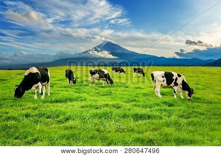 Cows Eating Lush Grass On The Green Field In Front Of Fuji Mountain, Japan.