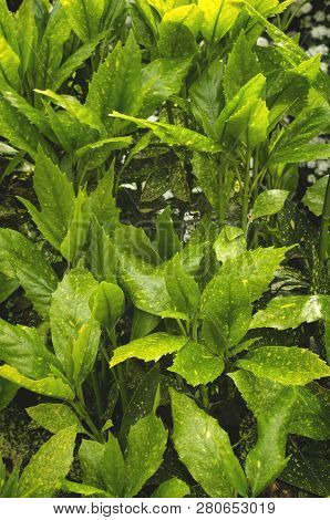 Japanese Bush (aucuba Japonica) Shrub With Yellow Spotted Green Leaves. Selective Focus.