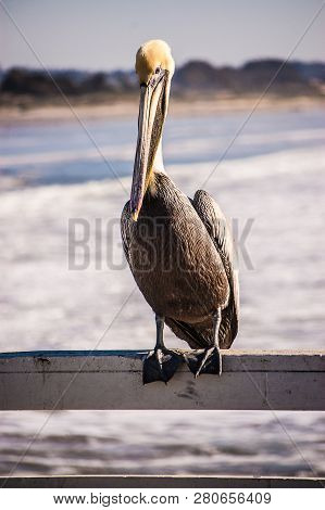 Brown Pelican On Pismo Beach Pier In California