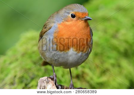 Portrait Of A European Robin (erithacus Rubecula) Perching On A Branch