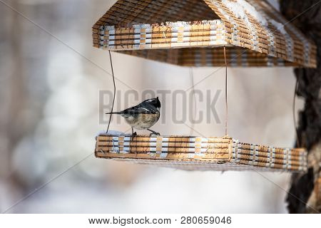 The Coal Tit Parus Ater Sitting In The Birdfeeder Back To The Camera. Small Bird Is Pecking Seeds