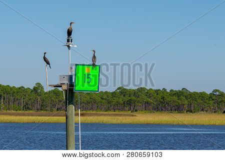 Coromants Sitting On Green Navigational Marker 15 On The Intercoastal Waterway In North Florida