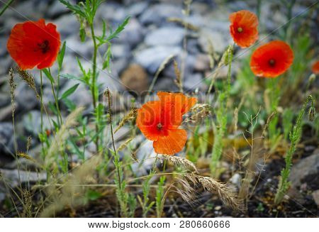 Wild Red Poppy Flowers In The Flowering Meadow. Summer Nature In Bloom.