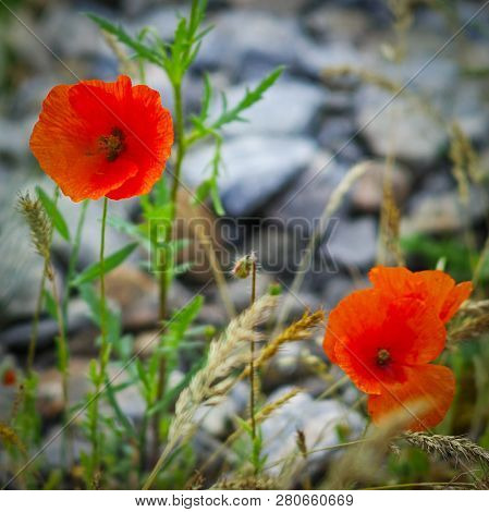 Beautiful Red Poppy Flowers Growing On The Meadow. Summer Nature In Bloom.