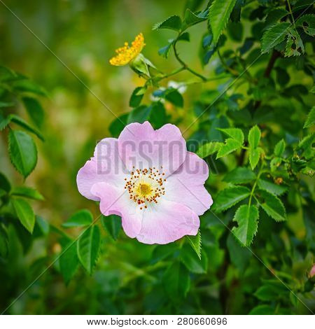 Beautiful Blooming Pink Rose Growing In The Garden. Spring Fresh Flowers. Dog-rose.