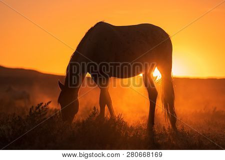 A Wild Horse Silhouetted At Sunset Int He Utah Desert