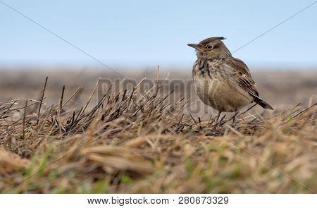 Crested Lark Standing On The Ground With Yellow Aged Grass