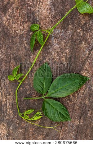 Gynostemma Pentaphyllum, Also Called Jiaogulan On Wooden Table From Above.