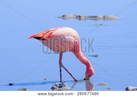 Laguna Hedionda Flamingos, Bolivia