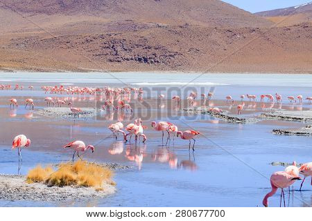 Laguna Hedionda Flamingos, Bolivia
