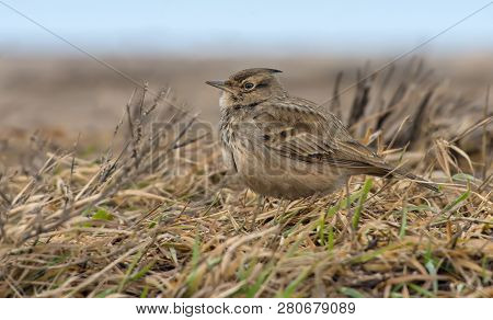 Crested Lark On The Ground Amidst Yellow Old Herbs
