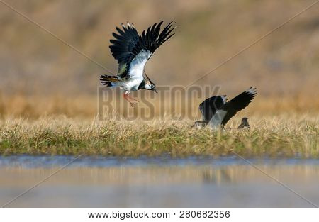 Northern Lapwing Males Fighting In Air At Spring In Fields
