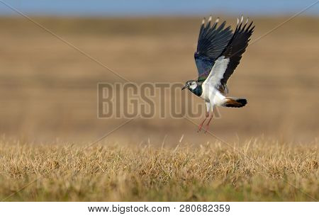 Northern Lapwing In Flight Over Grass And Ground With Fully Stretched Wings