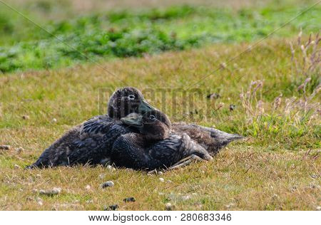 A Falkland Steamer Duck - Tachyeres Brachypterus- A Rare Flightless Bird, Spotted On Carcass Island,