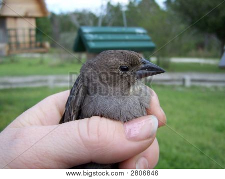 Animali selvatici catturati