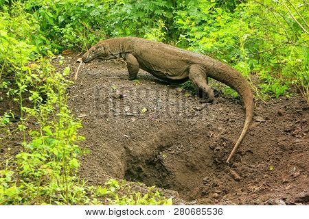 Komodo Dragon Walking Out Of A Hole On Rinca Island In Komodo National Park, Nusa Tenggara, Indonesi