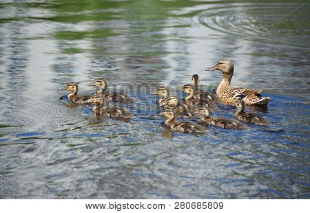 Duck Floating In The Lake