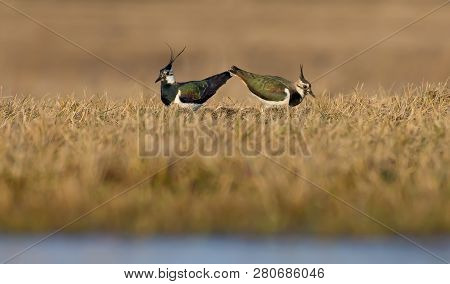 Northern Lapwing Male And Female Act In Courtship And Love Display