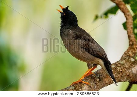 Jungle Myna (acridotheres Fuscus) Sitting On A Tree On Taveuni Island, Fiji