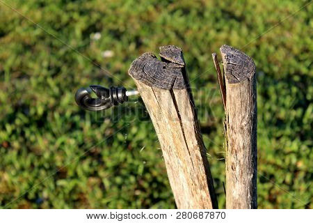 Cracked Tree Stump With Mounted Plastic Holder For Electrical Metal Wire Used For Farm Animals Prote