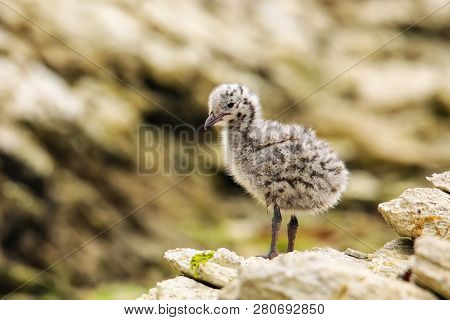 Chick Of Red-billed Gull Standing On Rocks, Kaikoura Peninsula, South Island, New Zealand. This Bird