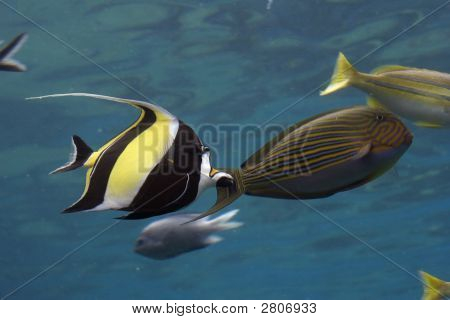 Pesce