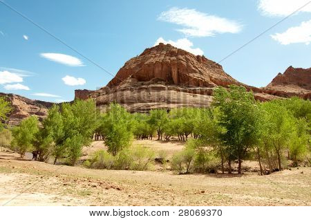 as plantas verdes e penhascos de rocha no Canyon de Chelly