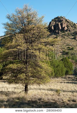 lone tree e una montagna di formazioni rocciose
