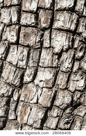 bruciare il tronco d'albero danneggiato