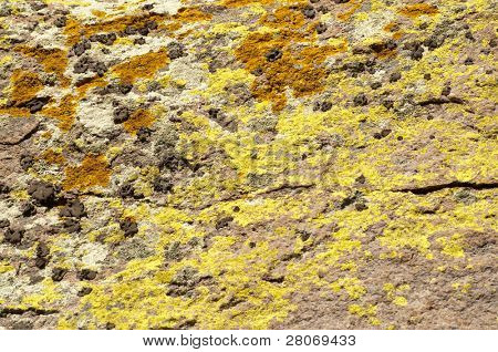muschio giallo e arancio su una roccia