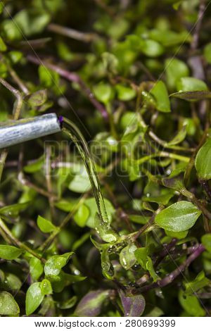 Garden Aluminum Watering Can With Raindrops Watered Green Plant