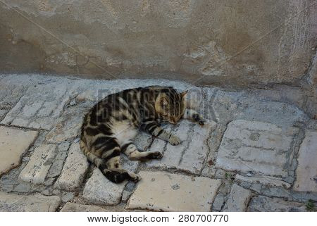 Brown striped domestic cat sleeping on a paved street of the old city. Summer day.