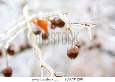 Branch Tree Covered With Snow And Ice As A Result Of Rain. Freezing Rain