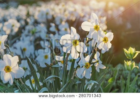Beautiful Blooming White Daffodils In The Park. Evening Sunlight