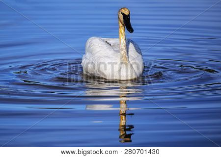 Trumpeter Swan (cygnus Buccinator) In Yellowstone National Park, Wyoming, Usa