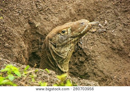 Portrait Of Komodo Dragon Digging A Hole On Rinca Island In Komodo National Park, Nusa Tenggara, Ind