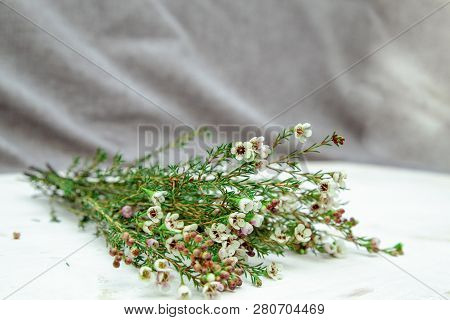 Sprigs Of Chameleration Flowers On A Light And Gray Background, Copy Space