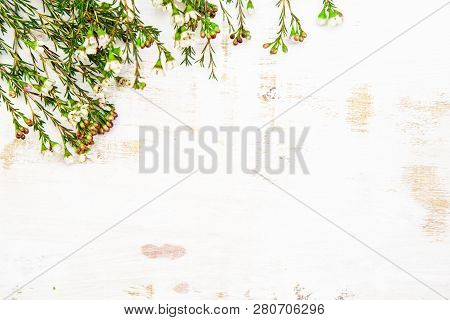 Sprigs Of White Flowers Chamelacium On A Light Worn Background, Copy Space