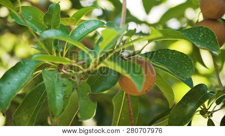 Tropical Fruit Sapodilla On Tree Branch. Tropical Plant Sapodilla With Brown Fruits And Green Leaves