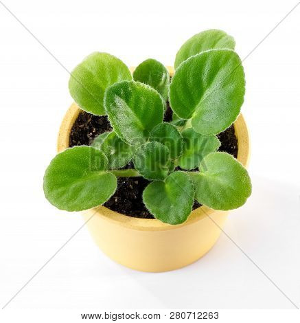 African Violet (saintpaulia Ionantha) Young Plant In Yellow Flower Pot Close-up On White Background