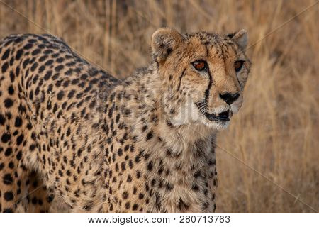 Portrait Of A Cheetah In Okonjima, Namibia