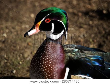 Male Wood Duck, Aix Sponsa, Anatra Sposa