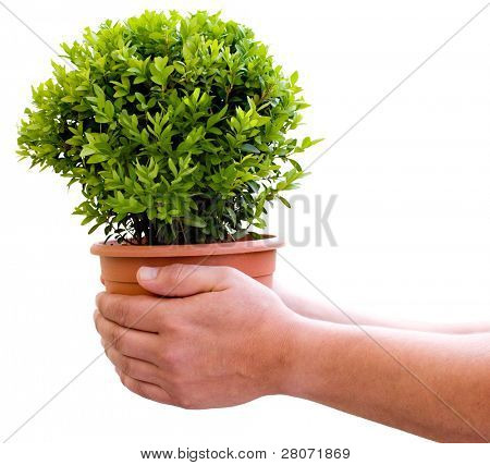 植物在手