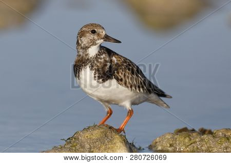 Ruddy Turnstone (arenaria Interpres) Perched On A Rock - Dunedin, Florida